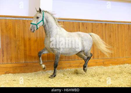 Grauen farbigen Lipizzaner Pferd läuft in Reithalle. Reinrassige Lipizzaner, die ohne Reiter im Galopp Stockfoto