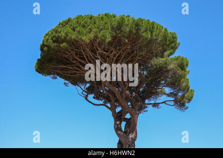 Die Stein Kiefer mit ausgefallenen botanischen Namen Pinus Pinea, auch genannt The Italian Zirbenholz, Sonnenschirm Kiefer und Schirm-Kiefer. Stockfoto