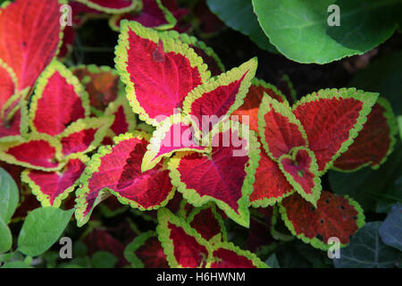 Roten Brennnesseln mit lackierten Kanten Plectranthus Scutellarioides, werden traditionell als Outdoor-Beetpflanzen behandelt als jährliche angebaut Stockfoto