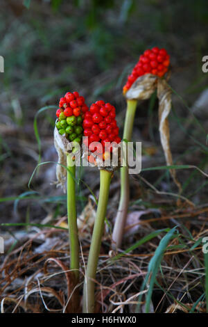 Rote Beeren wachsen unter Baumdächern schattige Bereiche Wald Waldflächen. Arum oder Kuckuck Pint oder italienische Lords-and-Ladies Arum giftige Gefahr. Stockfoto