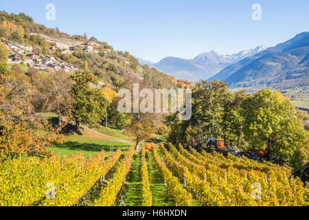 Herbstlandschaft im Aostatal, Blick vom Bio-Weinberg Les Granges bei Nus und Fenis, Italien. Stockfoto