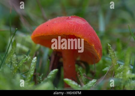 Nahaufnahme von Vermillion Waxcap Fliegenpilz (Hygrocybe Miniata) unter Moos in Surrey, England Stockfoto