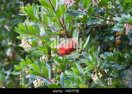 Arbutus Madrid. Blüten und Früchte von der Erdbeerbaum. Stockfoto