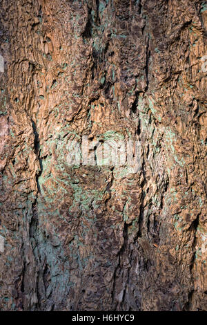 Pseudotsuga Menziesii Rinde Stockfoto