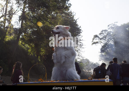 Kathmandu, Nepal. 29. Oktober 2016. Ein verehrt Hund salutiert während Tihar-Festival in Kathmandu, Nepal, 29. Oktober 2016. Das fünftägige Festival in Nepal findet jährlich im Oktober statt und jeden Tag widmet sich verschiedenen religiösen Figuren wie Kühe, Krähen und Hunde. © Pratap Thapa/Xinhua/Alamy Live-Nachrichten Stockfoto