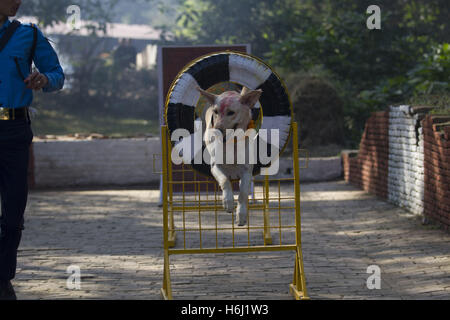 Kathmandu, Nepal. 29. Oktober 2016. Verehrten Hund durch einen Kreis während Tihar-Festival in Kathmandu, Nepal, Okt. 29, springt 2016.The fünf-Tage-Festival in Nepal findet jährlich im Oktober statt und jeden Tag widmet sich verschiedenen religiösen Figuren wie Kühe, Krähen und Hunde. © Pratap Thapa/Xinhua/Alamy Live-Nachrichten Stockfoto