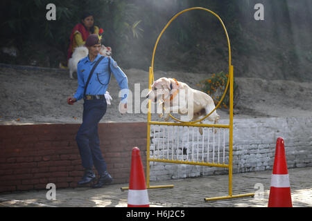 Kathmandu, Nepal. 29. Oktober 2016. Ein ausgebildeter Polizeihund Durchführung Stunts im Rahmen der feiern und Ehren während der Hund Festival oder Kukkur Tihar, das auftritt, am zweiten Tag der zweitgrößte Fünftage-religiöses Fest Tihar oder Diwali, das Lichterfest an zentralen Polizeihund Training School in Kathmandu, Nepal auf Samstag, 29. Oktober 2016 genannt. Bildnachweis: ZUMA Press, Inc./Alamy Live-Nachrichten Stockfoto