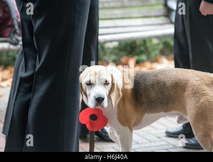 Brentwood, Essex, 29. Oktober 2016, Hund unterstützt Brentwood Poppy Appell Start in Brentwood Essex Credit: Ian Davidson/Alamy Live News Stockfoto