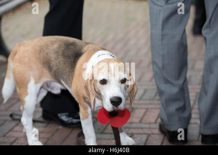 Brentwood, Essex, 29. Oktober 2016 unterstützt Hund Brentwood Poppy Appell Start in Brentwood Essex Credit: Ian Davidson/Alamy Live News Stockfoto