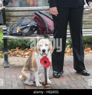 Brentwood, Essex, 29. Oktober 2016 unterstützt Hund Brentwood Poppy Appell Start in Brentwood Essex Credit: Ian Davidson/Alamy Live News Stockfoto