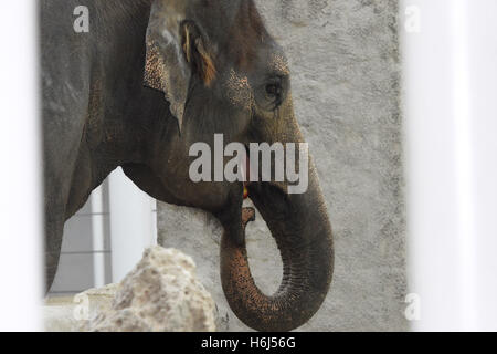 München, Deutschland. 28. Oktober 2016. Ein Elefant isst einen Apfel bei der Eröffnung das neue Elefantenhaus im Zoo Tierpark Hellabrunn in München, 28. Oktober 2016. Teile der Decke im Haus, Baujahr 1914 in einem Neo-byzantinischen Stil, krachend vor sechs Jahren, was den neuen Bau. Foto: FELIX HOERHAGER/Dpa/Alamy Live News Stockfoto