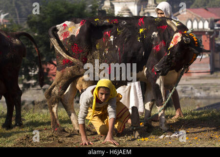 Kathmandu, Nepal. 30. Oktober 2016. Nepalesischer Priester geht unter einem verehrten Kuh während des Tihar-Festivals in Kathmandu, Nepal, 30. Oktober 2016. Das fünftägige Festival in Nepal findet jährlich statt und jeden Tag widmet sich verschiedenen religiösen Figuren wie Kühe, Krähen und Hunde. Bildnachweis: Pratap Thapa/Xinhua/Alamy Live-Nachrichten Stockfoto