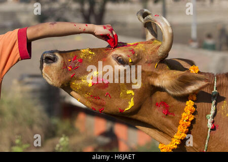 Kathmandu, Nepal. 30. Oktober 2016. Nepalesischer Priester betet eine Kuh während des Tihar-Festivals in Kathmandu, Nepal, 30. Oktober 2016. Das fünftägige Festival in Nepal findet jährlich statt und jeden Tag widmet sich verschiedenen religiösen Figuren wie Kühe, Krähen und Hunde. Bildnachweis: Pratap Thapa/Xinhua/Alamy Live-Nachrichten Stockfoto