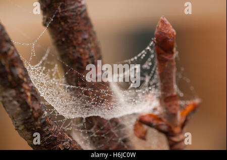 Wimbledon, London, UK. 30. Oktober 2016. Am frühen Morgentau bedeckt Spinnweben und Nebel in SW London am ersten Tag der GMT. Bildnachweis: Malcolm Park/Alamy Live-Nachrichten. Stockfoto