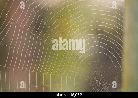 Wimbledon, London, UK. 30. Oktober 2016. Am frühen Morgentau bedeckt Spinnweben und Nebel in SW London am ersten Tag der GMT. Bildnachweis: Malcolm Park/Alamy Live-Nachrichten. Stockfoto