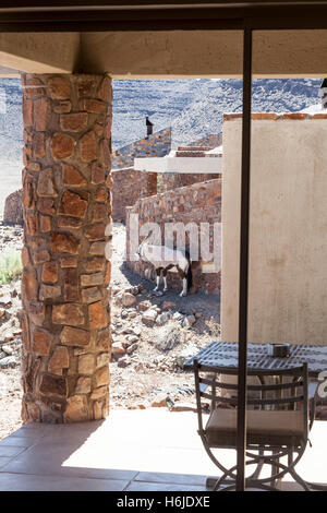 Oryx ausruhen im Schatten der Sossusvlei Desert Lodge in der Namib-Wüste bei Sossusvlei, Namibia Stockfoto