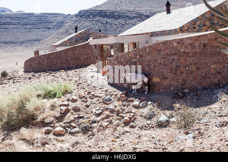 Oryx ausruhen im Schatten der Sossusvlei Desert Lodge, Namib-Wüste bei Sossusvlei, Namibia Stockfoto