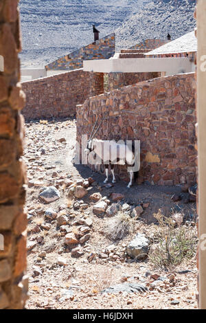 Oryx ausruhen im Schatten in der Sossusvlei Desert Lodge, Namib-Wüste bei Sossusvlei, Namibia Stockfoto