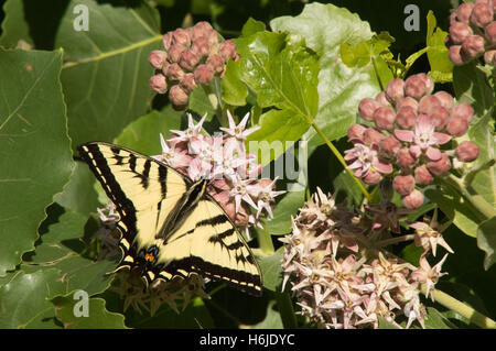 Nahaufnahme von einer westlichen Tiger Schwalbenschwanz Schmetterling mit verlängerten Flügeln Fütterung auf rosa Blüten einer gemeinsamen Seidenpflanze Pflanze Stockfoto