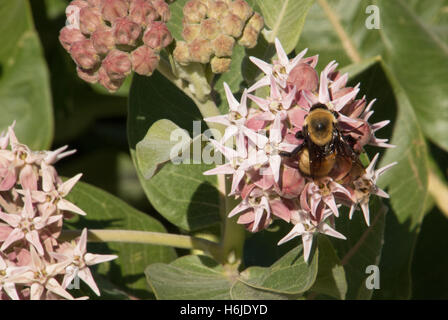 Eine Honigbiene sammeln Nektar aus rosa Blüten einer gemeinsamen Seidenpflanze Pflanze Nahaufnahme Stockfoto