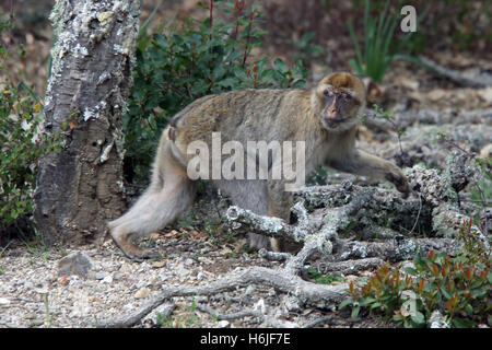 Berberaffe (Macaca Sylvanus) weiblich in Wäldern, Marokko. Stockfoto