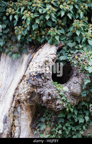 Efeu wächst um ein toter Rosskastanie Baum. Stockfoto