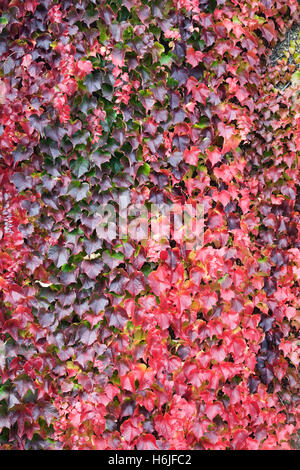 Parthenocissus Tricuspidata. Boston-Efeu Blätter im Herbst. Stockfoto