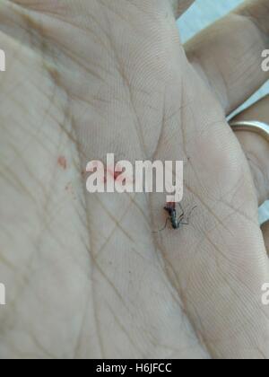 Ein toter Asiatische Tigermücke (Aedes Albopictus) in die Hand eines Mannes. Fotografiert in Israel Stockfoto
