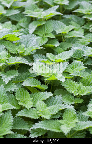 Urtica Dioica. Brennnessel. Stockfoto