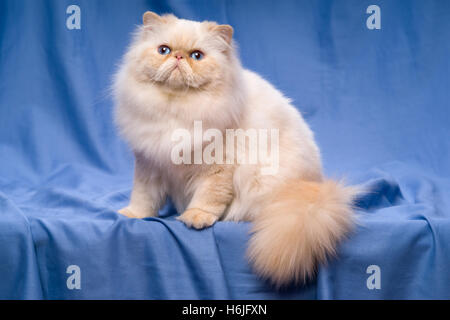 Süße Perser Creme Colorpoint Katze sitzt auf einem blauen Hintergrund Stockfoto