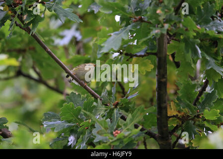 Gelb-browed Laubsänger (Phylloscopus Inornatus) Stockfoto