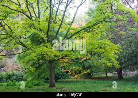 Westonbirt, The National Arboretum befindet sich in der Nähe von Tetbury, Gloucestershire und verwaltet von der Forestry Commission. Stockfoto