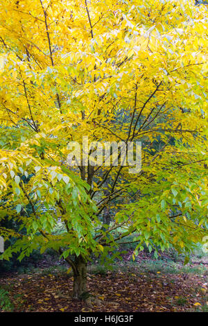 Westonbirt, The National Arboretum befindet sich in der Nähe von Tetbury, Gloucestershire und verwaltet von der Forestry Commission. Stockfoto
