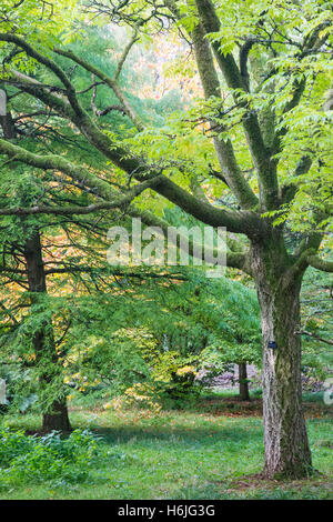 Westonbirt, The National Arboretum befindet sich in der Nähe von Tetbury, Gloucestershire und verwaltet von der Forestry Commission. Stockfoto