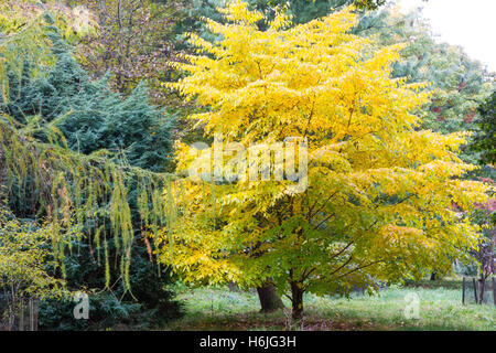 Westonbirt, The National Arboretum befindet sich in der Nähe von Tetbury, Gloucestershire und verwaltet von der Forestry Commission. Stockfoto
