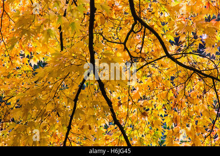 Westonbirt, The National Arboretum befindet sich in der Nähe von Tetbury, Gloucestershire und verwaltet von der Forestry Commission. Stockfoto