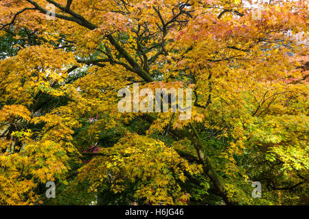 Westonbirt, The National Arboretum befindet sich in der Nähe von Tetbury, Gloucestershire und verwaltet von der Forestry Commission. Stockfoto