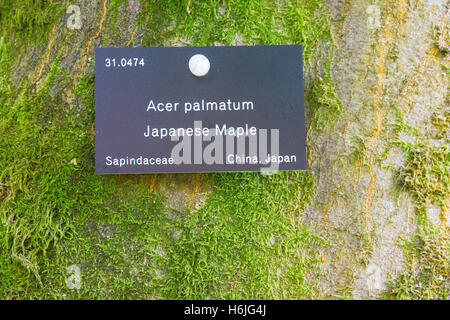 Westonbirt, The National Arboretum befindet sich in der Nähe von Tetbury, Gloucestershire und verwaltet von der Forestry Commission. Stockfoto