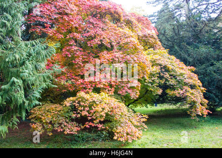 Westonbirt, The National Arboretum befindet sich in der Nähe von Tetbury, Gloucestershire und verwaltet von der Forestry Commission. Stockfoto