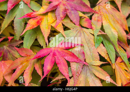 Westonbirt, The National Arboretum befindet sich in der Nähe von Tetbury, Gloucestershire und verwaltet von der Forestry Commission. Stockfoto