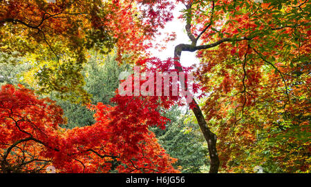 Westonbirt, The National Arboretum befindet sich in der Nähe von Tetbury, Gloucestershire und verwaltet von der Forestry Commission. Stockfoto