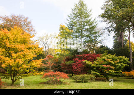 Westonbirt, The National Arboretum befindet sich in der Nähe von Tetbury, Gloucestershire und verwaltet von der Forestry Commission. Stockfoto