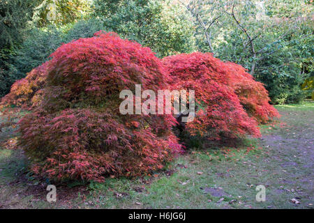 Westonbirt, The National Arboretum befindet sich in der Nähe von Tetbury, Gloucestershire und verwaltet von der Forestry Commission. Stockfoto