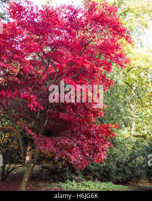 Westonbirt, The National Arboretum befindet sich in der Nähe von Tetbury, Gloucestershire und verwaltet von der Forestry Commission. Stockfoto