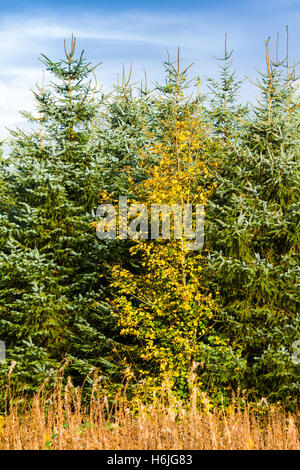 Immergrüne und laubabwerfende Bäume im Herbst Stockfoto