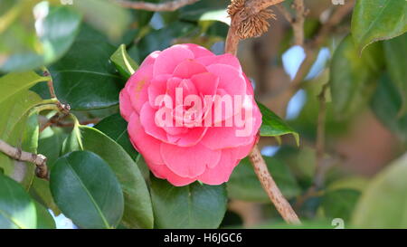 Einzigen rosa Camellia mit grünen Blätter als Hintergrund im Frühjahr Stockfoto