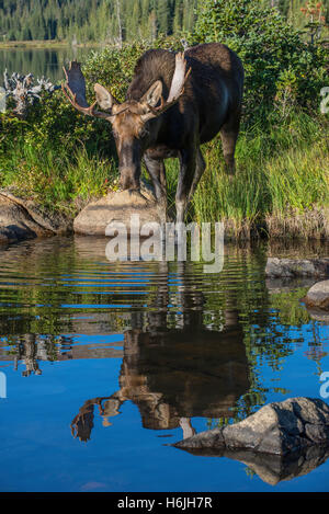 Stier, Elch (Alces Alces) Nahrungssuche im Teich, Indian Peaks Wilderness, Rocky Mountains, Colorado, USA Stockfoto