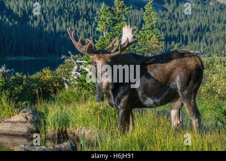 Bull Moose (Alces alces) auf der Suche nach Essen im Teich, Indian Peaks Wilderness, Rocky Mountains, Colorado, USA, Von Bruce Montagne/Dembinsky Photo Assoc Stockfoto