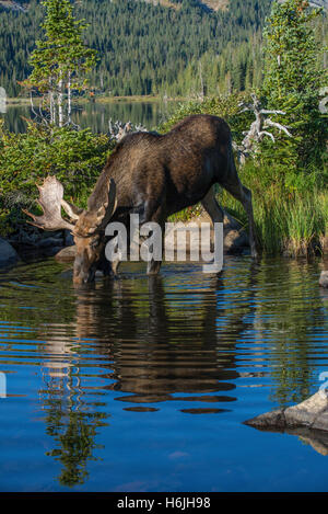 Stier, Elch (Alces Alces) Nahrungssuche im Teich, Indian Peaks Wilderness, Rocky Mountains, Colorado, USA Stockfoto