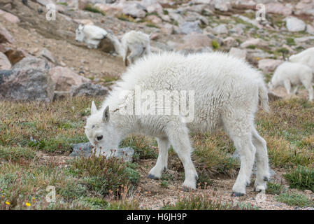 Bergziege (Oreamnos Americanus) Kind Weiden auf Alpenpflanzen, Rocky Mountains, Colorado USA Stockfoto